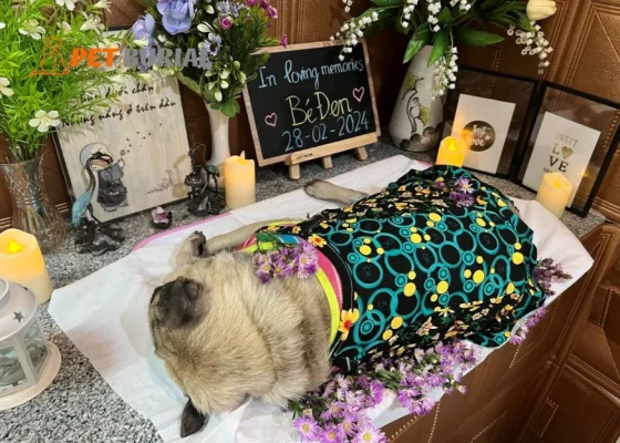 Các yếu tố cần tuân theo trong quy trình hỏa táng chó mèo