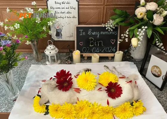 Lợi ích của dịch vụ hoả táng cho chó mèo